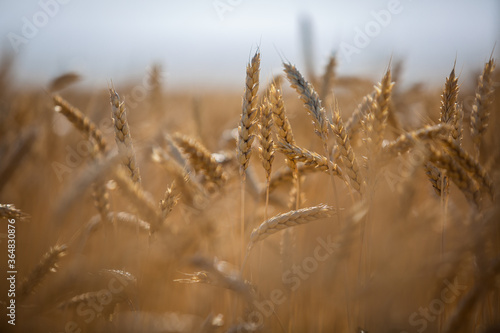  large wheat spikelets