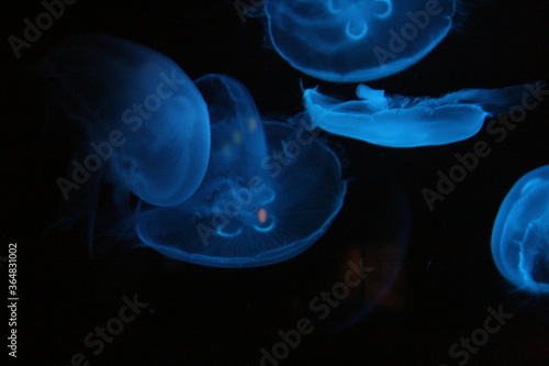 Jellyfish in aquarium in North Carolina 2008