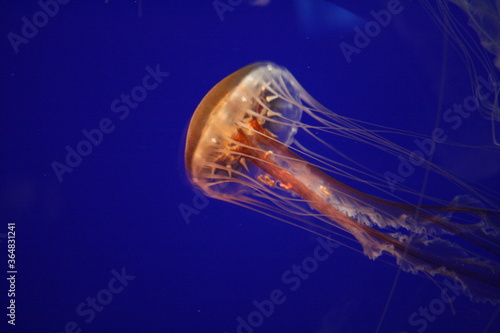 Jellyfish in aquarium in North Carolina 2008