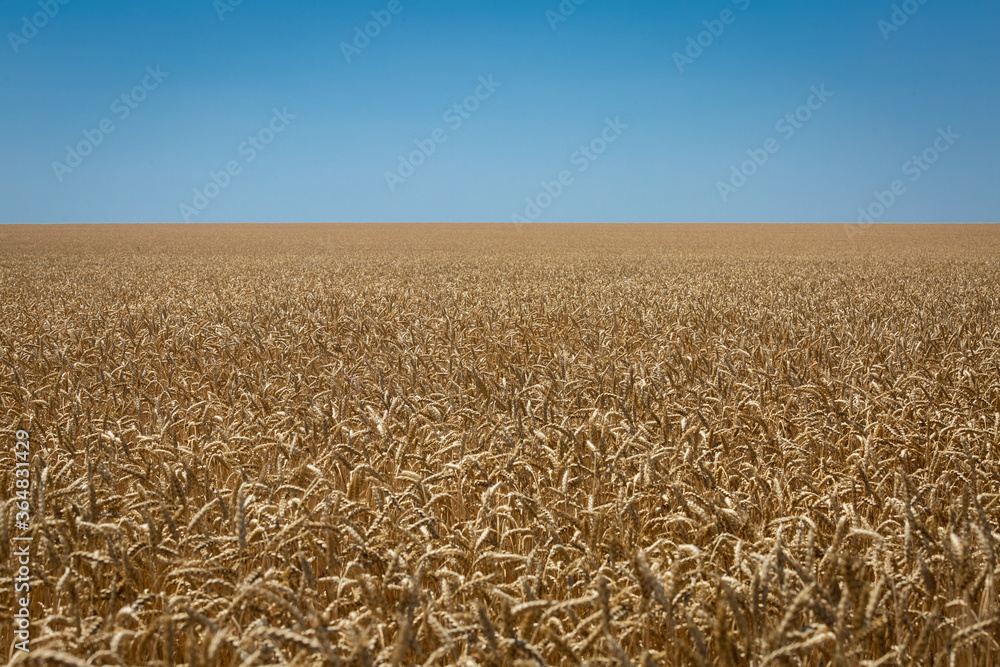 Fototapeta premium Wheat field
