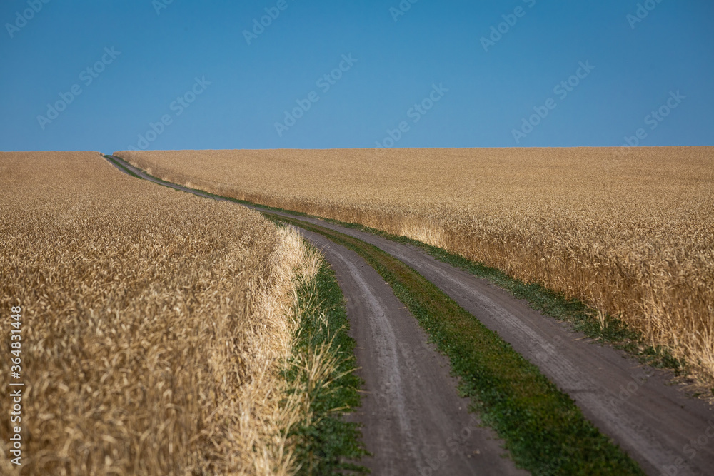 Naklejka premium Wheat field