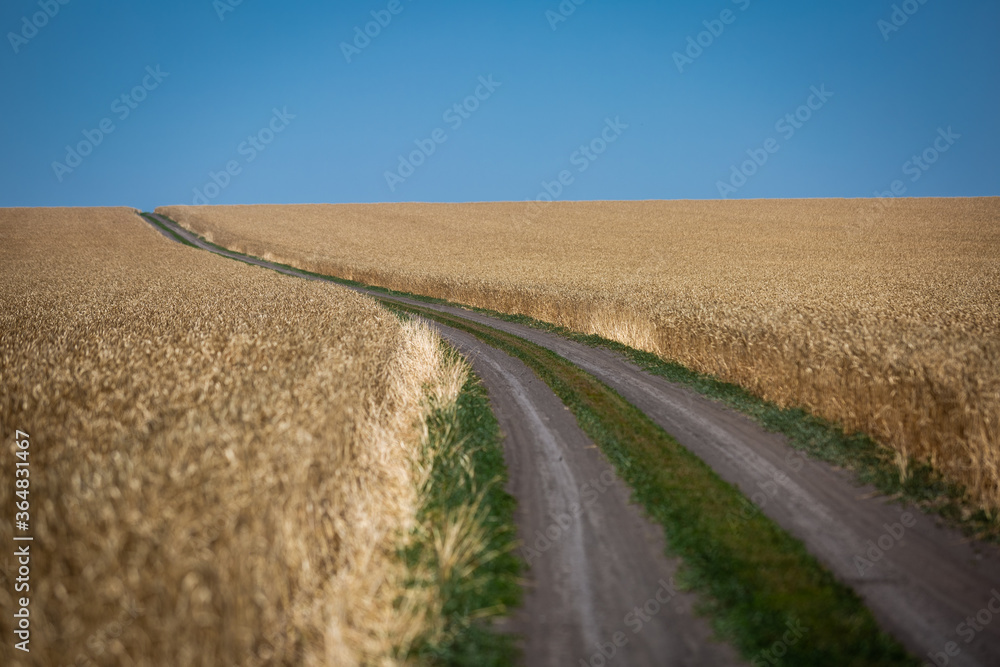 
Wheat field