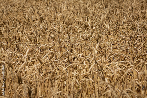  Wheat field