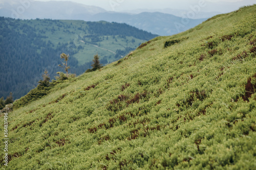 Fotografia A close up of a lush green hillside