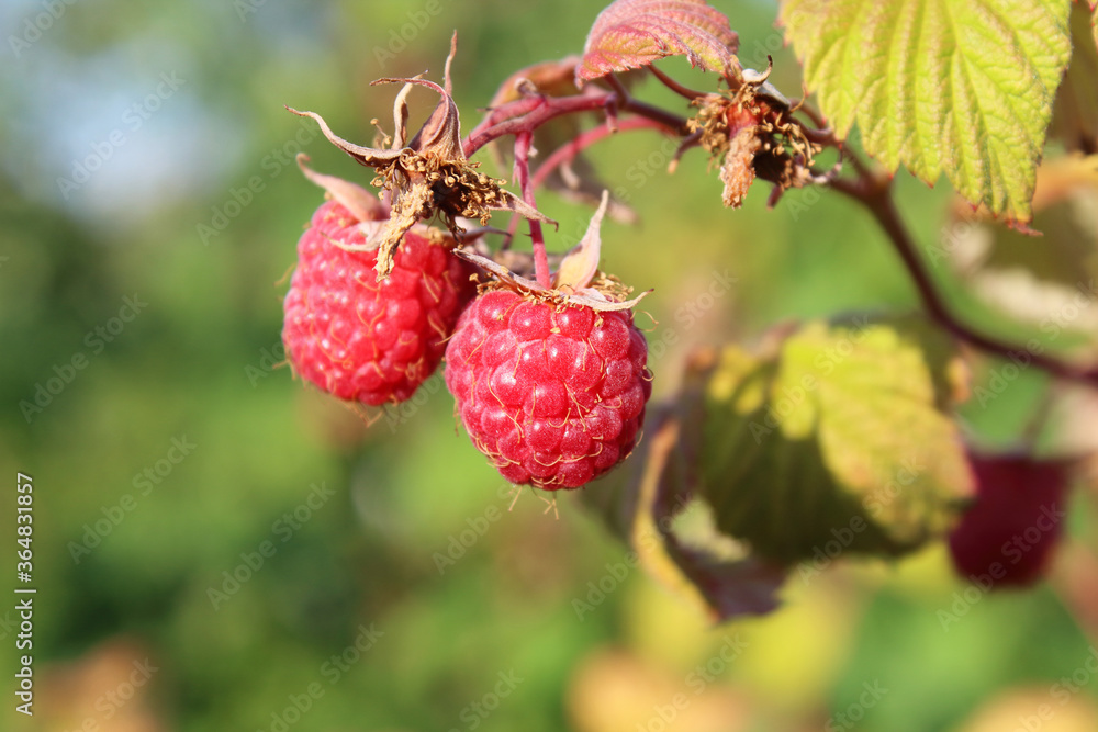 Fresh ripe raspberries on a branch. Close-up. Background. Landscape. Fresh ripe raspberries on a branch. Close-up. Background. Landscape.