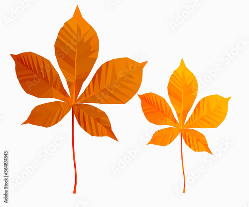 two yellow polygonal chestnut  leaves on a white background