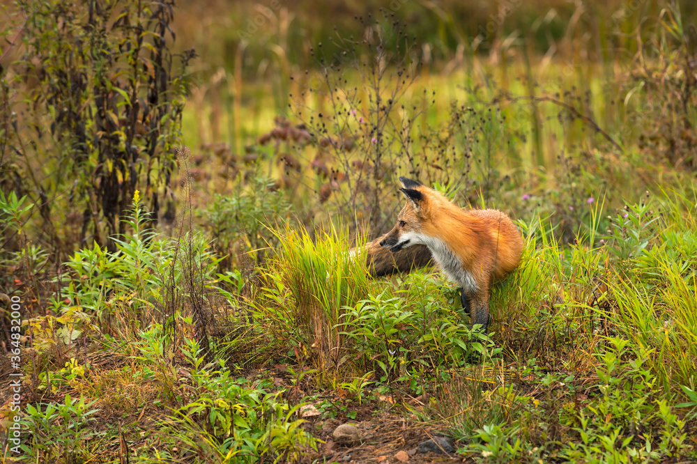 Red Fox (Vulpes vulpes) Stands in Weeds Looking Left Autumn