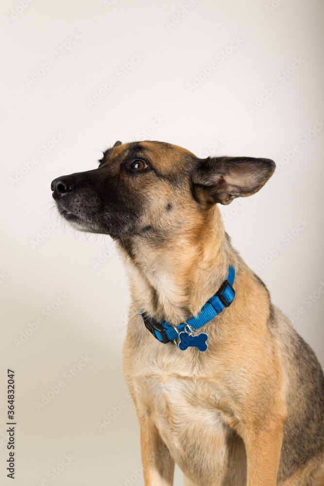 A Beautiful German Sheppard. Animal portrait against white background. A Beautiful German Sheppard. Animal portrait against white background.