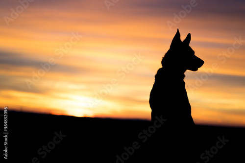 Portrait of beautiful German Sheppard dog, in a beautiful magical sunset with warm sunbeams sun’s rays light with flare illuminating the subject.