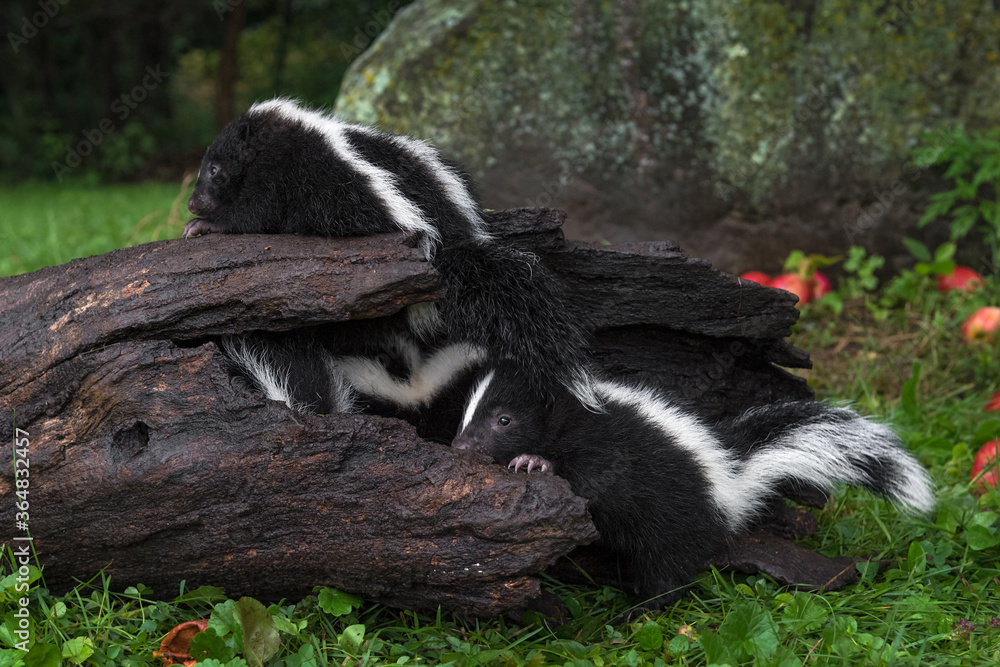 Striped Skunk (Mephitis mephitis) Kits Climb About In and On Log Summer Striped Skunk (Mephitis mephitis) Kits Climb About In and On Log Summer