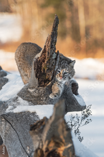 Bobcat (Lynx rufus) Reaches Around on Log Winter