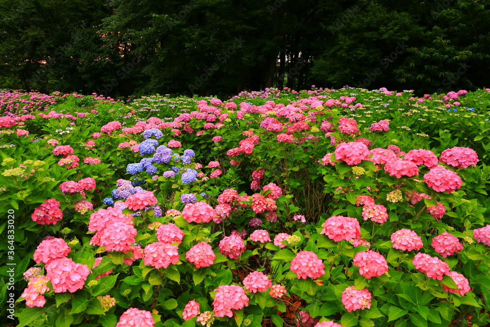 岩手県北上市 朝焼けの紫陽花の花 岩手県北上市 朝焼けの紫陽花の花