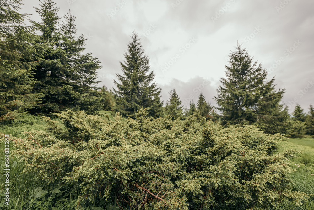 A large tree in a forest A large tree in a forest