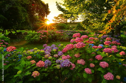 岩手県北上市 朝焼けの紫陽花の花 Stock Photo Adobe Stock