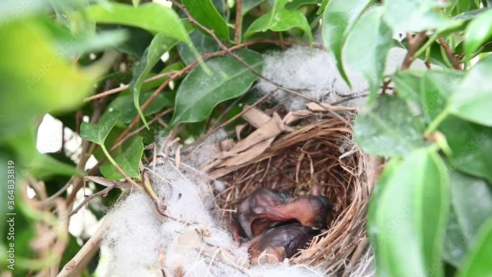 2 day old new born of baby birds in a nest of yellow-vented bulbul (Pycnonotus goiavier), or eastern yellow-vented bulbul, is a member of the bulbul family of passerine birds in nature at Thailand 2 day old new born of baby birds in a nest of yellow-vented bulbul (Pycnonotus goiavier), or eastern yellow-vented bulbul, is a member of the bulbul family of passerine birds in nature at Thailand