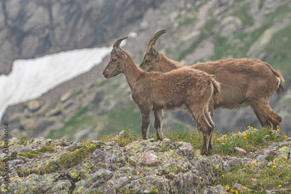 Ibex in the italian alps of Val Gerola Ibex in the italian alps of Val Gerola