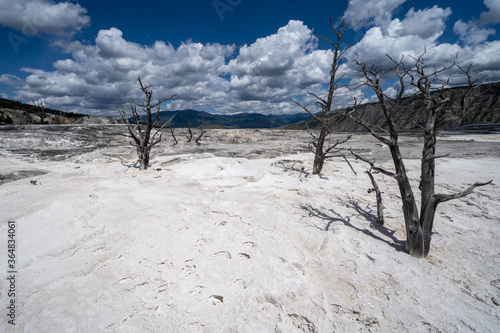 Bleached white hot springs and terraces with petrified trees in the Mammoth Hot Springs Area of Yellowstone National Park