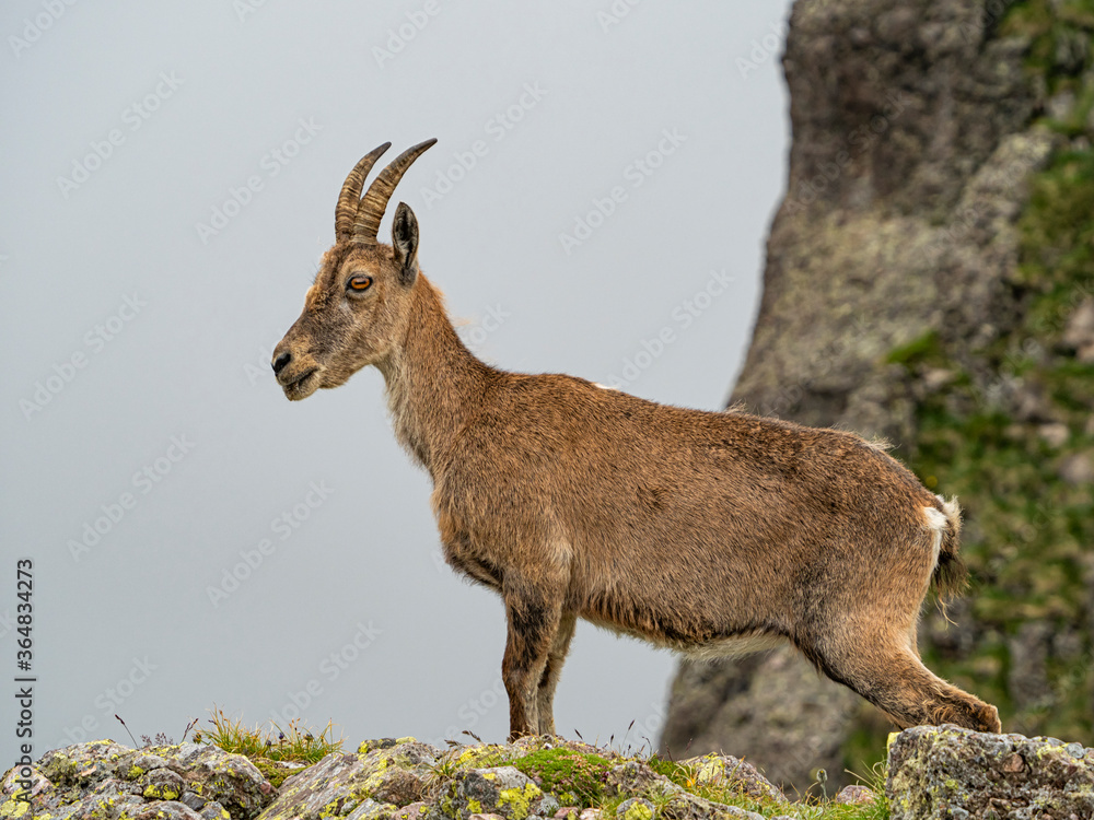 Ibex in the italian alps of Val Gerola Ibex in the italian alps of Val Gerola