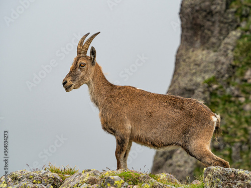 Ibex in the italian alps of Val Gerola