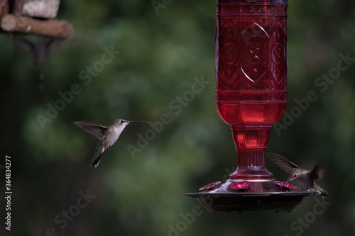Beautiful hummingbird enjoying a bird feeder.