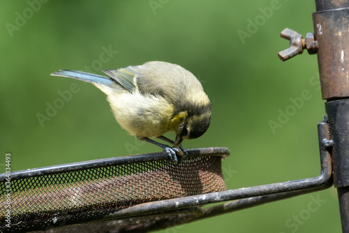 Eurasian blue tit (Cyanistes caeruleus) feeding on sunflower seed photo