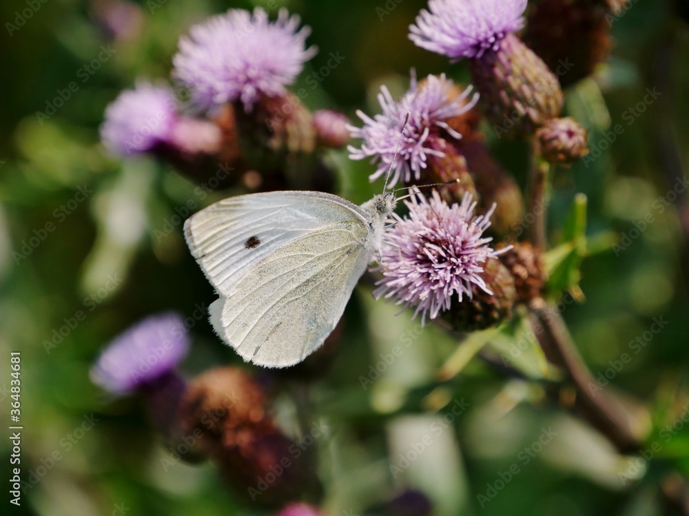 Schmetterling saugt Nektar an Distelblüte Schmetterling saugt Nektar an Distelblüte