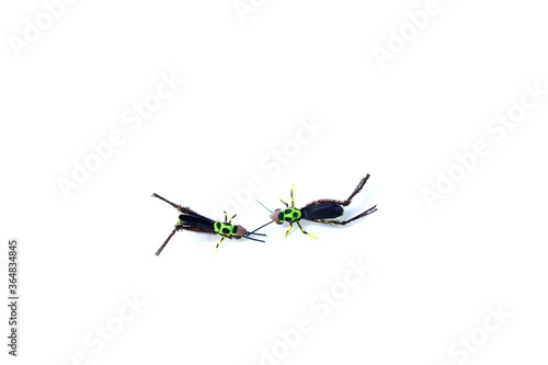 Fishing fly with hook isolated on white background