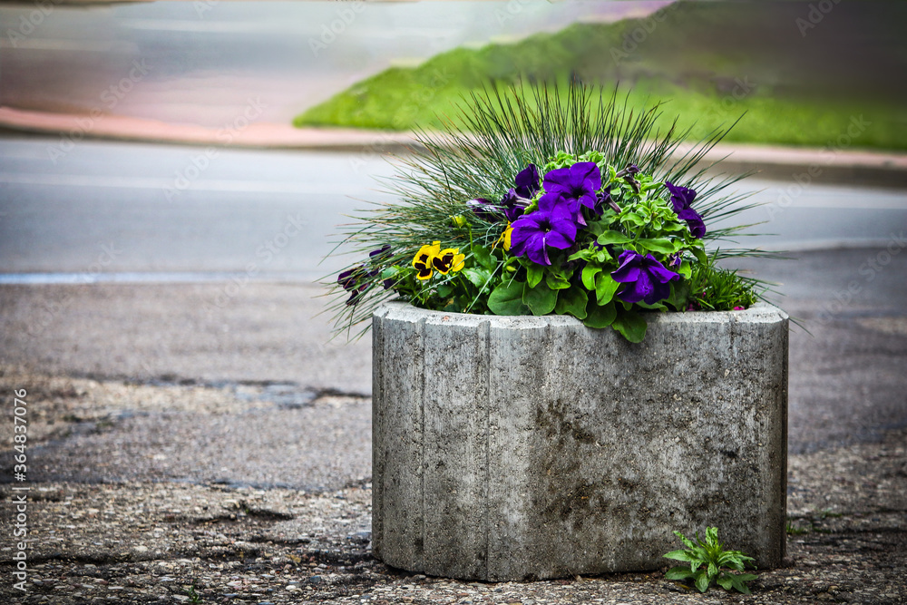 Yellow pansies and purple flowers in concrete vase standing outdoors on paved sidewalk