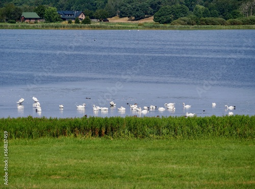 Schwäne am Nonnensee photo