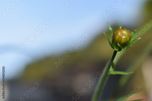  yellow flower  weed  flor amarela  erva daninha 