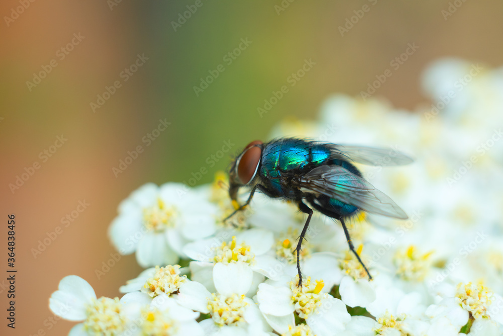 Defocused nature macro background with a green fly on the white flowers close up. Summer, blossom season concept. Floral nature background, card, banner. Defocused nature macro background with a green fly on the white flowers close up. Summer, blossom season concept. Floral nature background, card, banner.