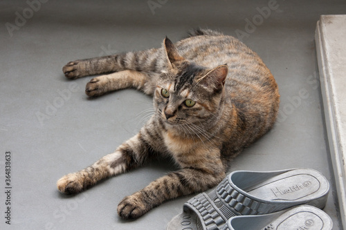 Plakat 猫 寝そべる ベランダ