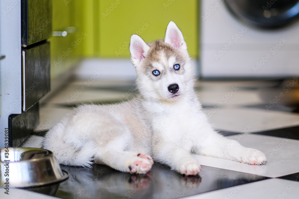 Funny husky puppy asks for food in the kitchen