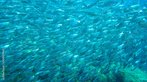 school of sardines 3