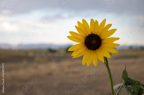 Beautiful yellow sunflower basking in the summer sun.
