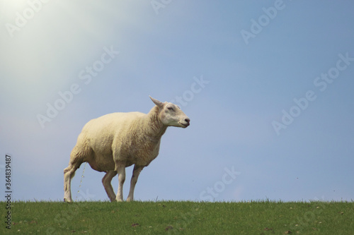 Closeup of single white sheep peeing in the grass