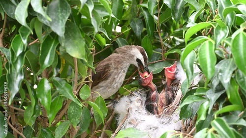 6 day old of baby birds in a nest of yellow-vented bulbul (Pycnonotus goiavier), or eastern yellow-vented bulbul, is a member of the bulbul family of passerine birds in nature at Thailand