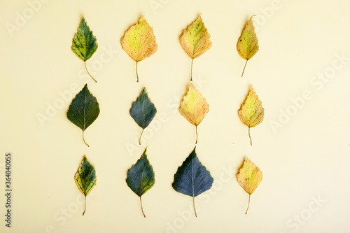 Creative layout of colorful autumn leaves. Flat lay. Season change concept.