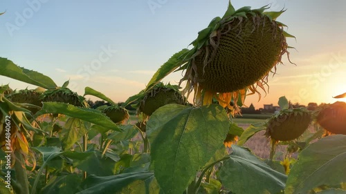 field of sunflowers at sunset, Vimercate, Milan, Italy photo