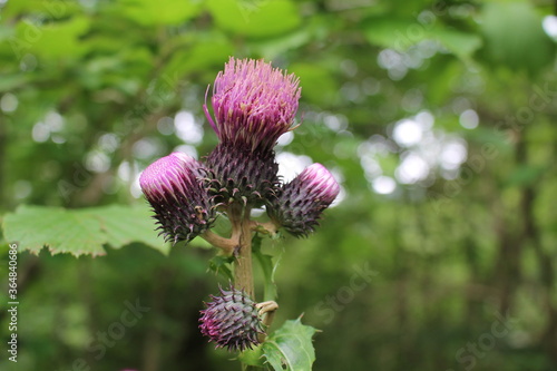 closeup of purple thistle flower 