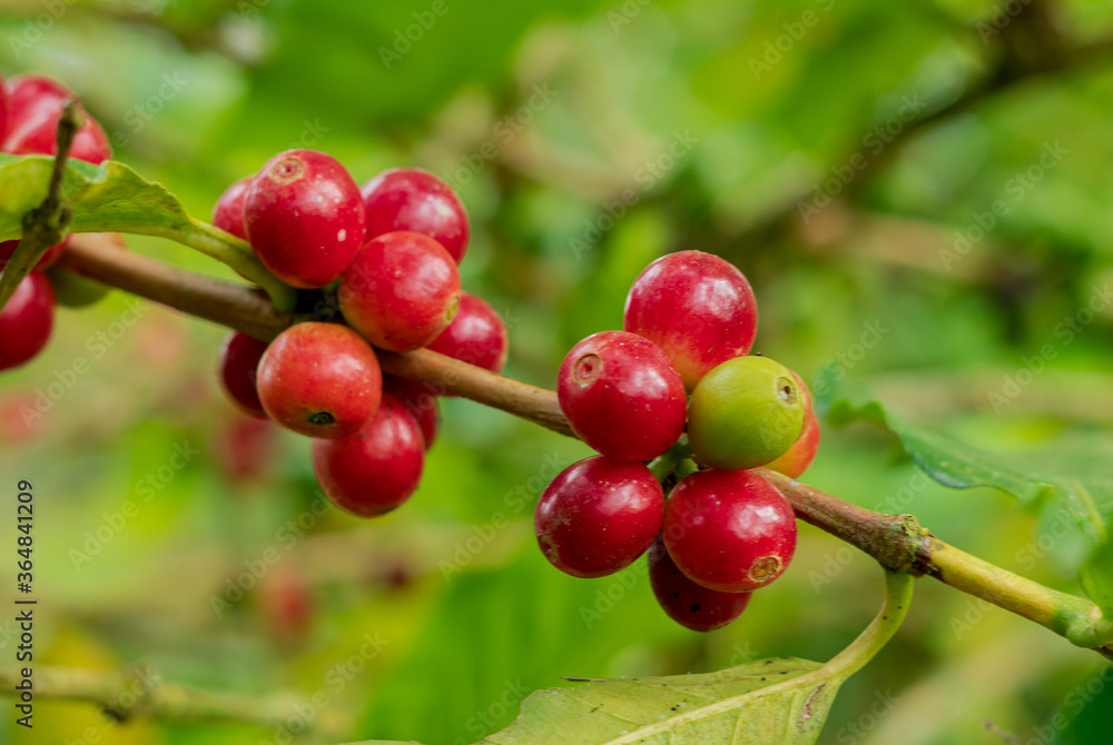 coffee plant