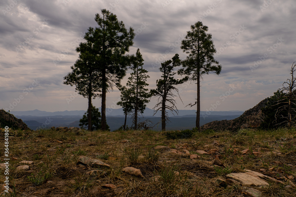 This is a view of the valley below, from FR 300 in the Mogollon Rim, I am standing on the grassy edge of the Rim with trees close to the edge.
