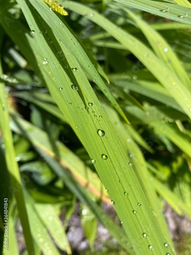 green grass with dew