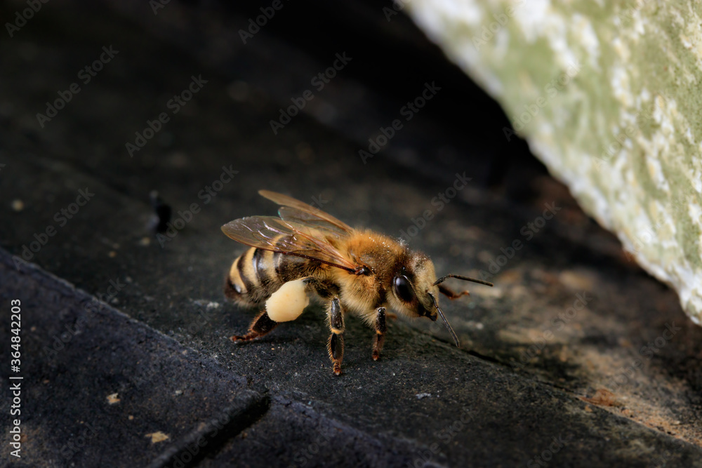 Honey bee brought linden pollen to the hive. Apis mellifera carnica against a dark background at the entrance to the hive. Beautiful macro photo of a European working bee with pollen Honey bee brought linden pollen to the hive. Apis mellifera carnica against a dark background at the entrance to the hive. Beautiful macro photo of a European working bee with pollen