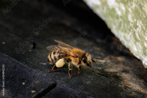 Honey bee brought linden pollen to the hive. Apis mellifera carnica against a dark background at the entrance to the hive. Beautiful macro photo of a European working bee with pollen © Викентий Елизаров