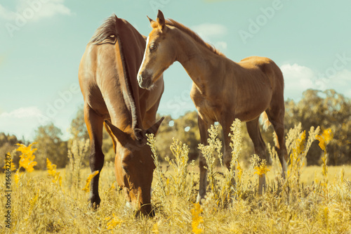 a horse eats grass with his son while the sun warms them