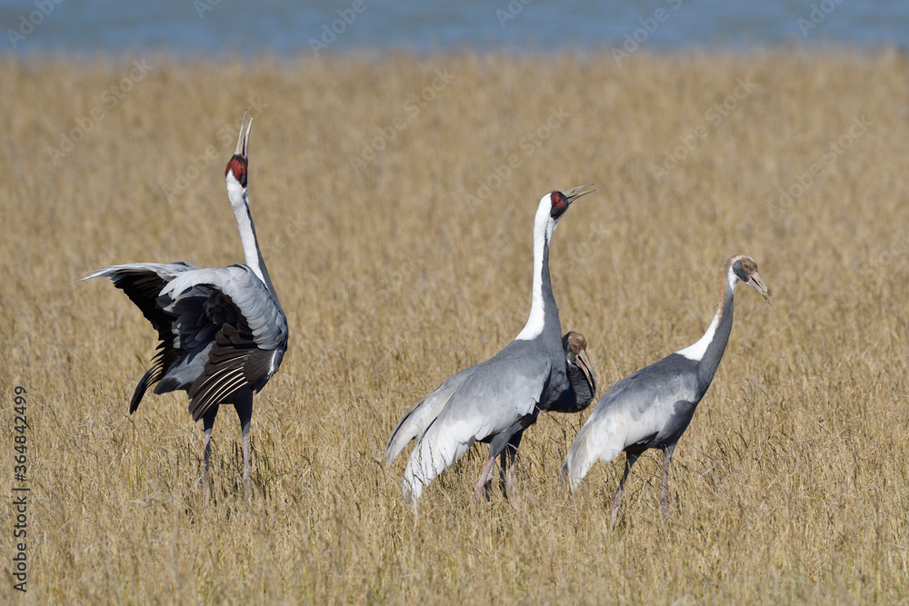 Fototapeta premium マナヅルの鳴き合い（鹿児島県・出水市）