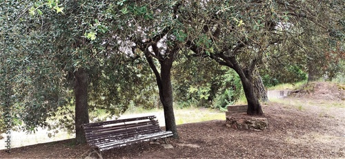 árbol, naturaleza, aparcar, verde, bosque, primavera, paisaje, césped, huerta, roble, camino, verano, madera, hojas, viejo, diurna, sucursal, alegre, central park, otoñal, explotación frutícola, banco