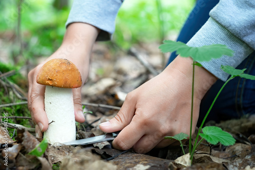 Close up view of hands picking with a knife Leccinum mushroom in the forest.
