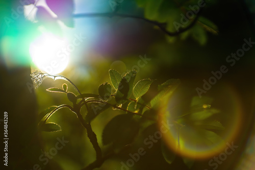 Beautiful abstract nature scene background with rowan tree (ashberry) made with old manual lens with soft selective focus, multicolor flare, glare. photo
